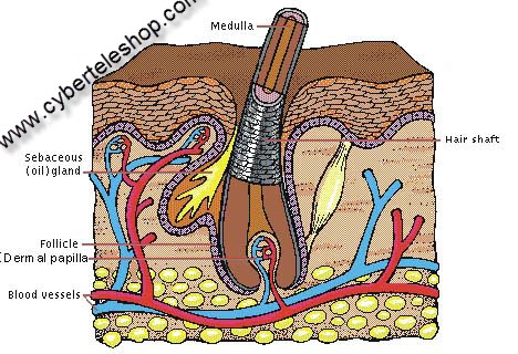 Hair Building Fiber Oil